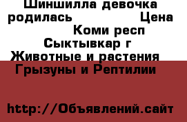 Шиншилла девочка родилась 17.03.2017 › Цена ­ 1 500 - Коми респ., Сыктывкар г. Животные и растения » Грызуны и Рептилии   